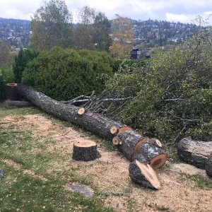 Birch Dismantle
