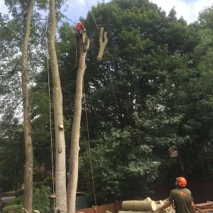 Tree removal