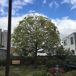 sycamore reduction.